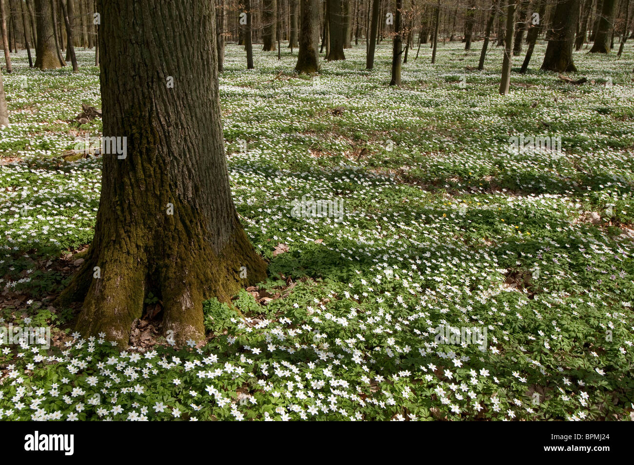 Wood Anemone (Anemone nemorosa). Flowering plants covering the floor of a beech wood in spring. Stock Photo