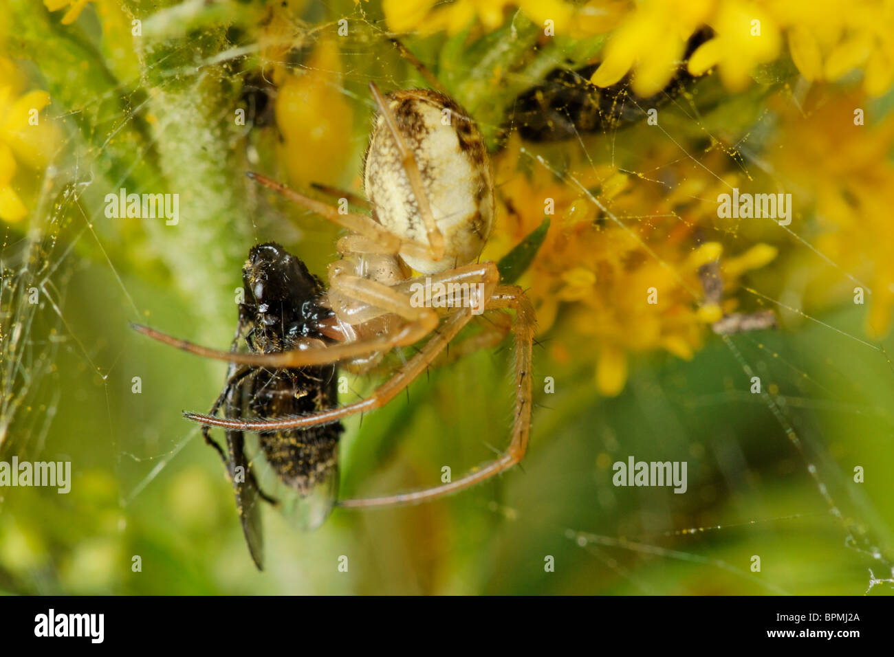 Spider with prey Stock Photo
