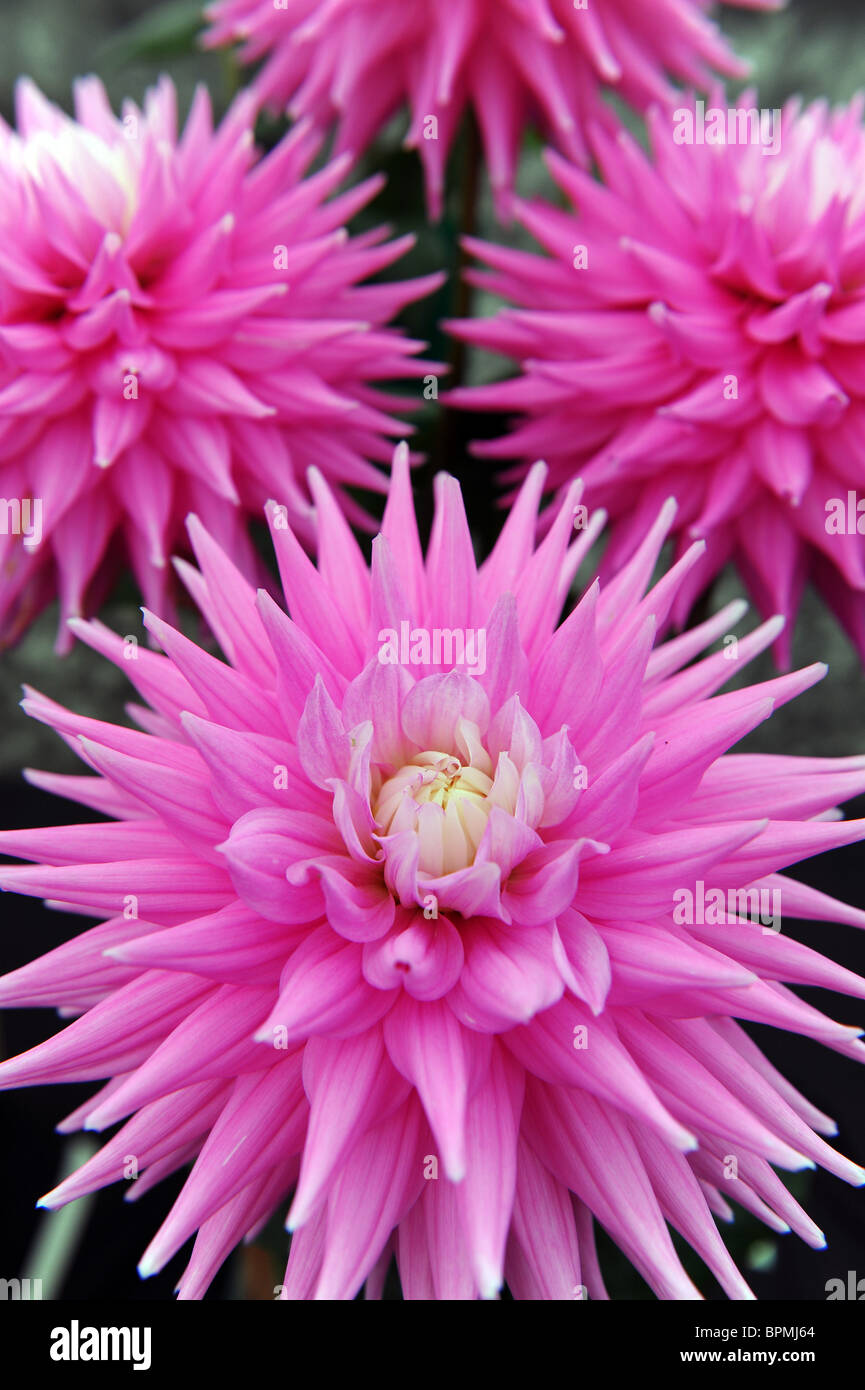 Pink Chrysanthemum flowers Stock Photo