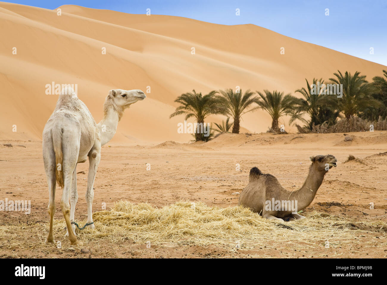 Dromedaries near Germa, Camelus dromedarius, Libya, Sahara, North Africa Stock Photo