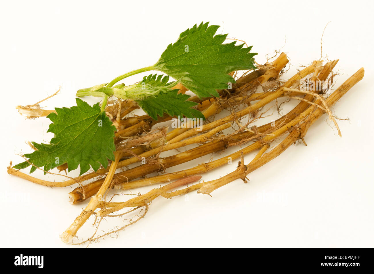 Stinging Nettle (Urtica dioica), cut roots and leaves, studio picture against a white background