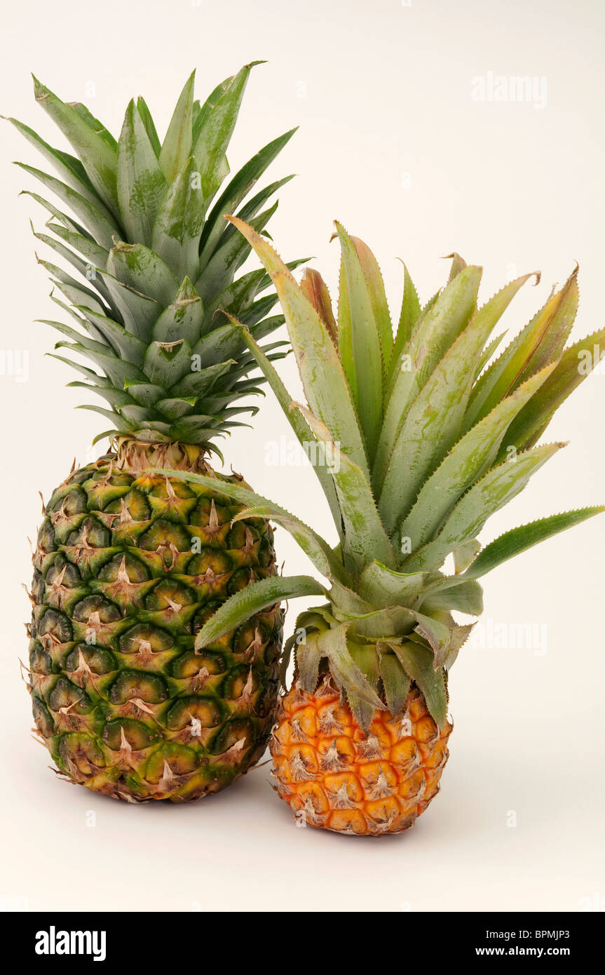 Normal seized fruit and mini pineapple, studio picture against a white background. Stock Photo