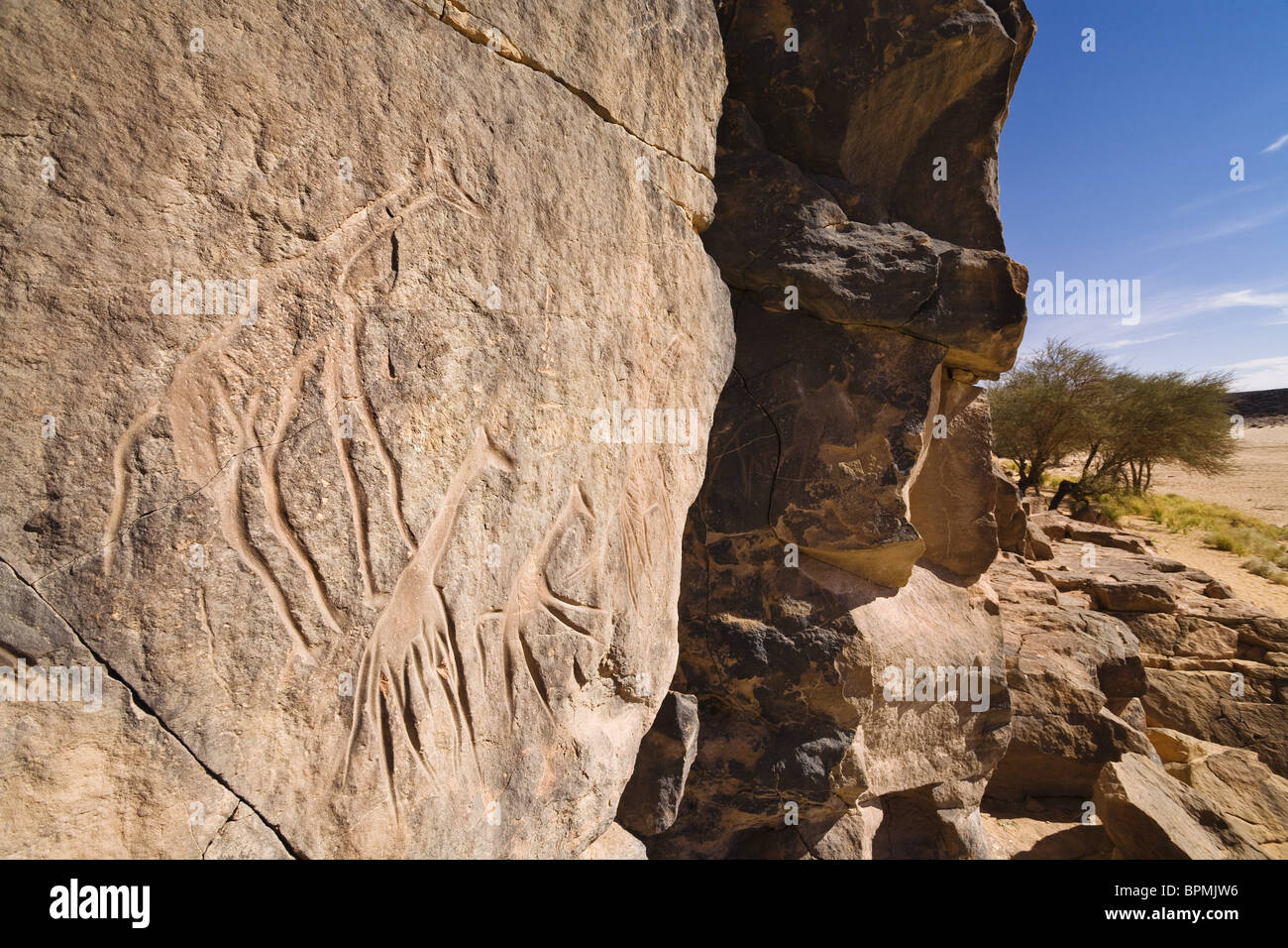 Stone engravings of Giraffes in Wadi Mathendous, Wadi Barjuj, Stony Desert, Libya, Sahara, North Africa Stock Photo