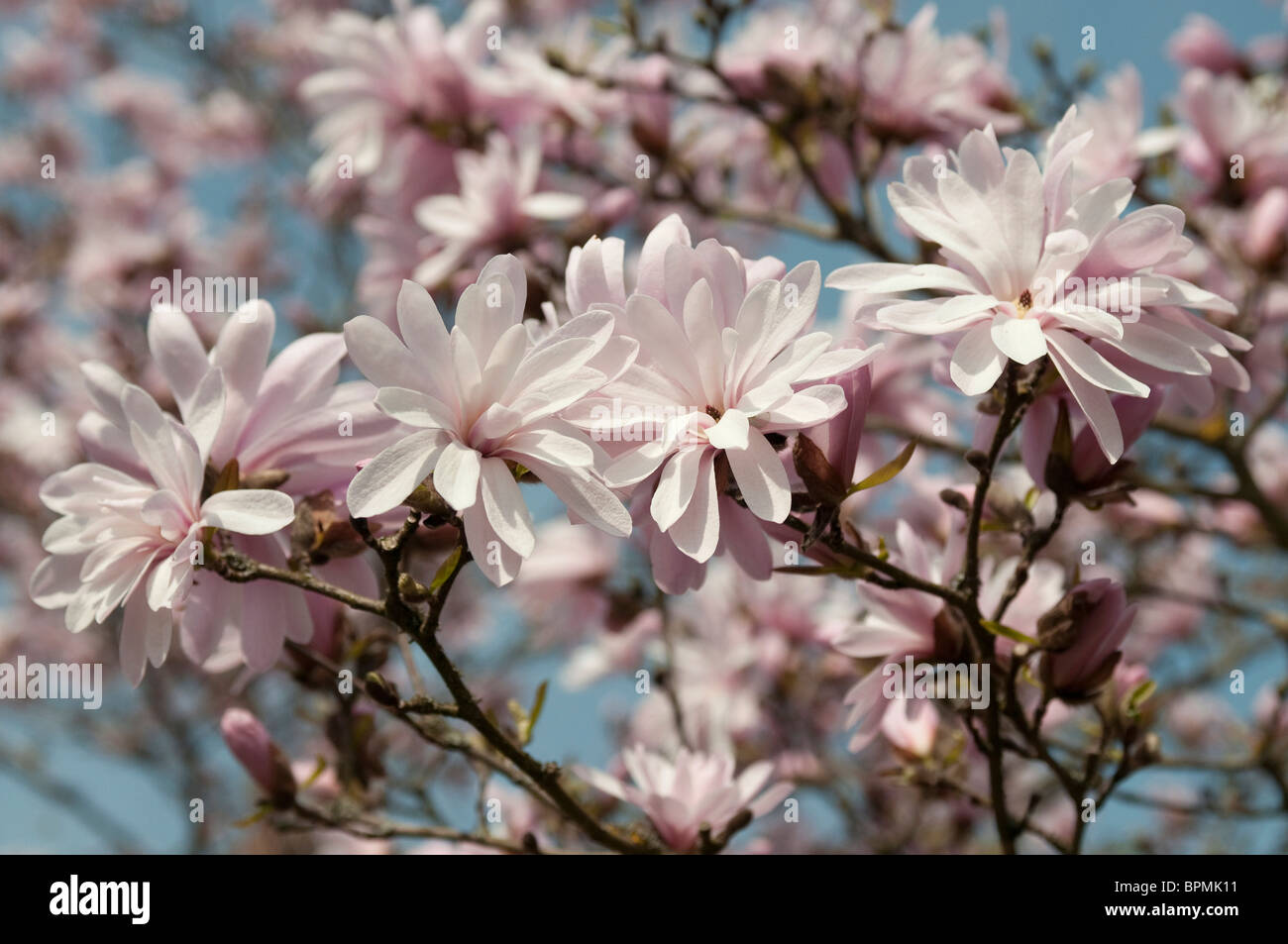 Star Magnolia (Magnolia kobus var. stellata Rosea Jane Platt), flowering twigs. Stock Photo