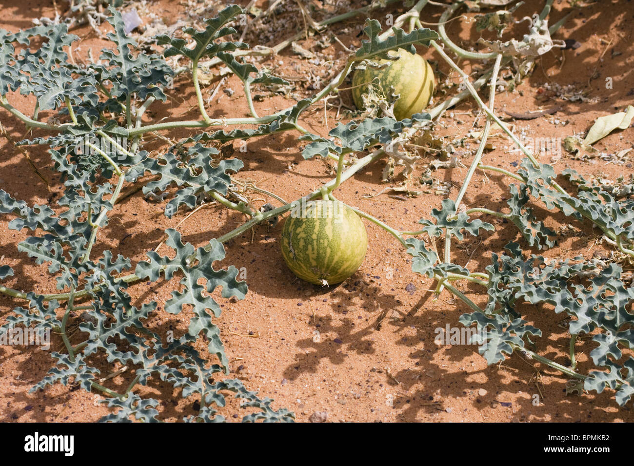 Colocynth Bitter Apple, Citrullus colocynthis, desert, Libya, North Africa Stock Photo