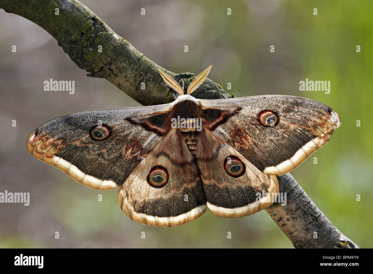Giant Peacock Moth (Saturnia pyri), male resting on a twig. Stock Photo