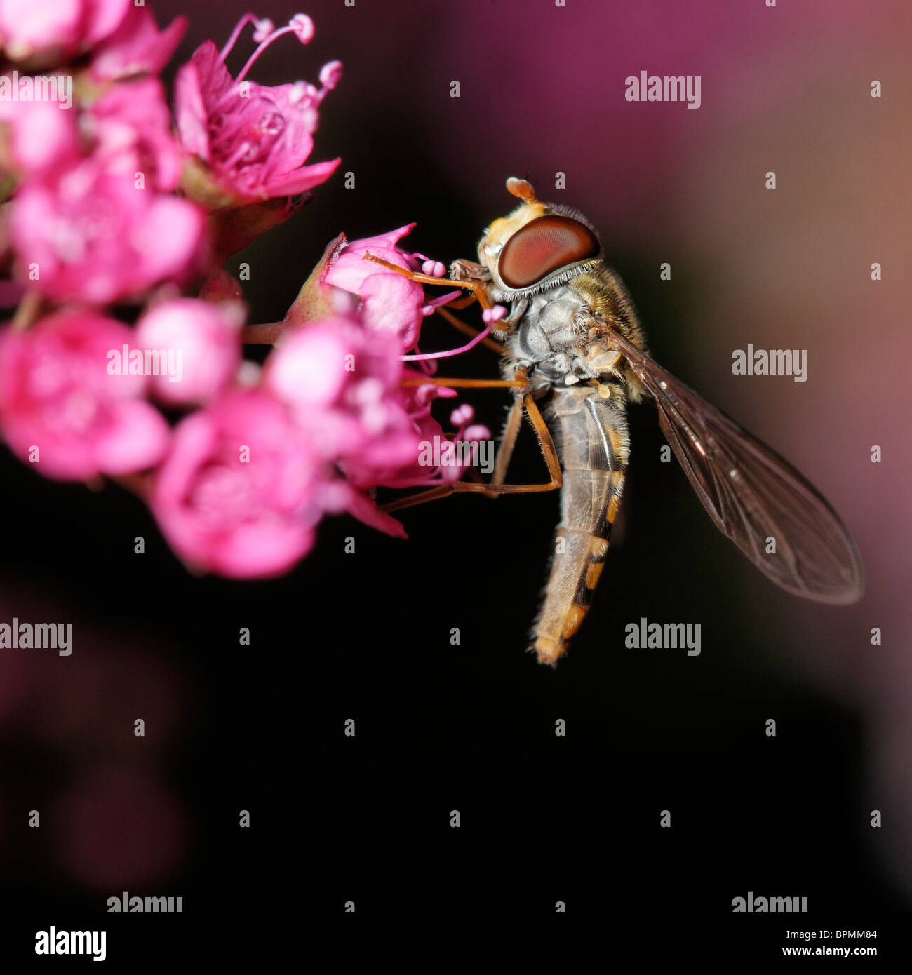 Diptera Feeding High Resolution Stock Photography and Images - Alamy