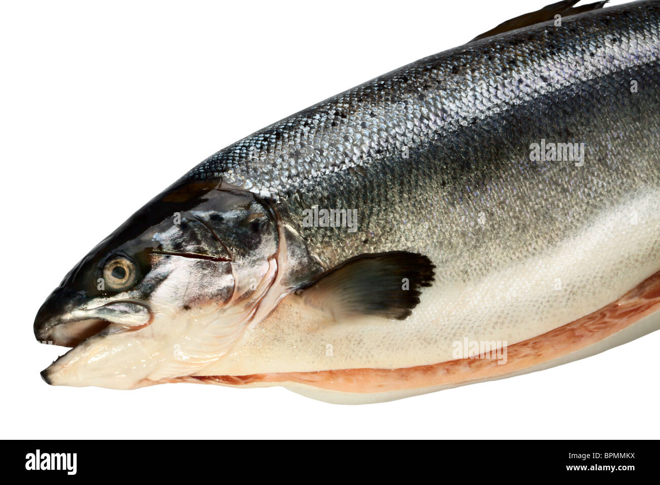 Salmon Scale Stock Photo - Download Image Now - Animal Scale, Fish, Salmon  - Animal - iStock