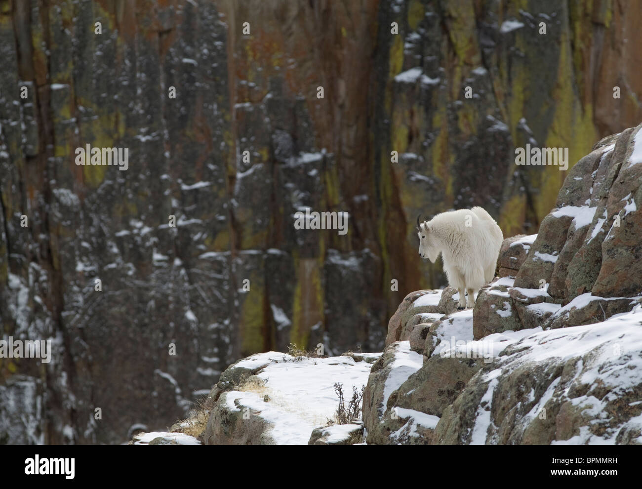 Rocky mountain goat on a snowy day in the Clarks Fork Canyon near Cody, Wyoming Stock Photo
