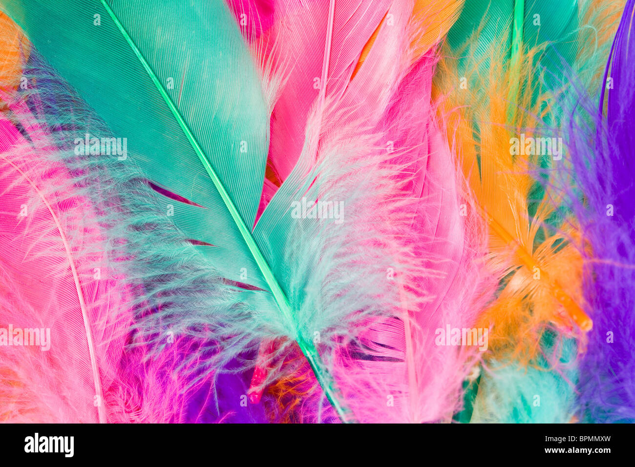 Colorful Feather close up shot Stock Photo