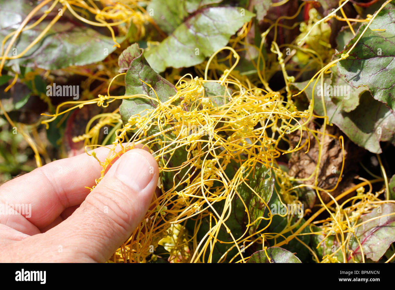 Dodder on beetroot leaf. Parasitic plant. Cuscuta sp Stock Photo Alamy