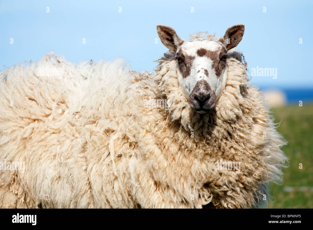 Sheep Red Wharf Bay Anglesey North Wales Stock Photo - Alamy