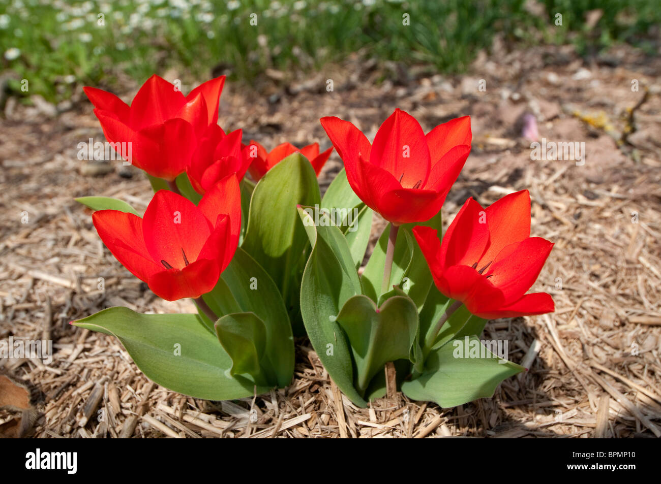 A tulip (Tulipa praestans Fusilier), flowering plant. Stock Photo