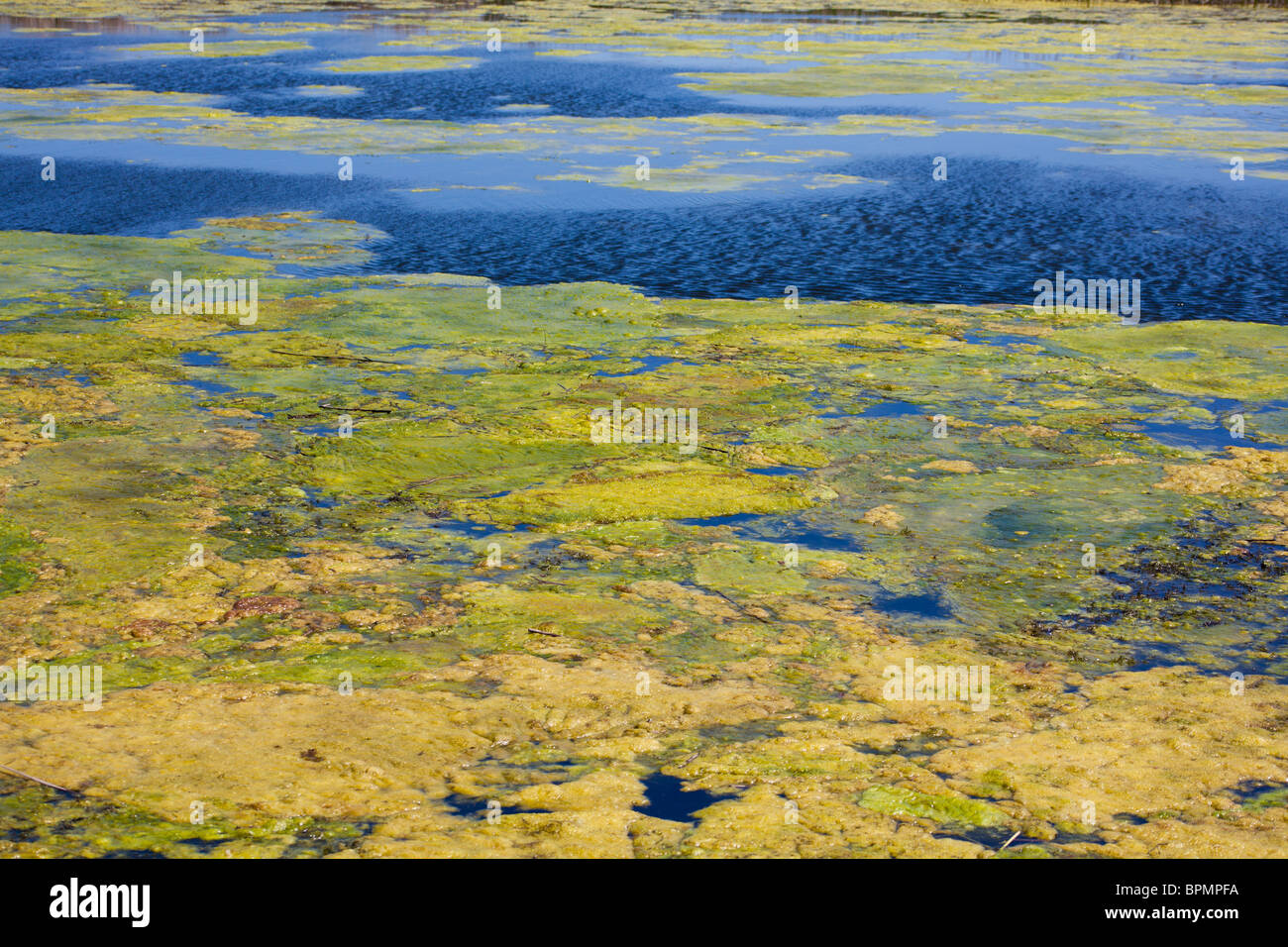 Closeup of the water of a lake with specific green vegetation. Stock Photo