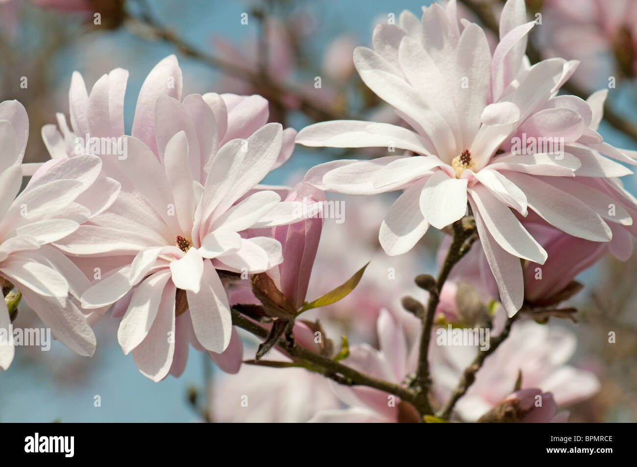 Star Magnolia (Magnolia kobus var. stellata Rosea Jane Platt), flowering twig. Stock Photo