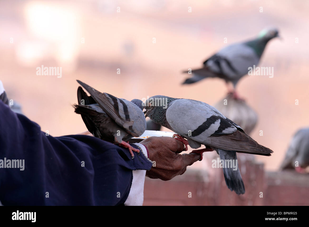 pigeon bird Indian blue rock animal wildlife urban feeding Stock Photo