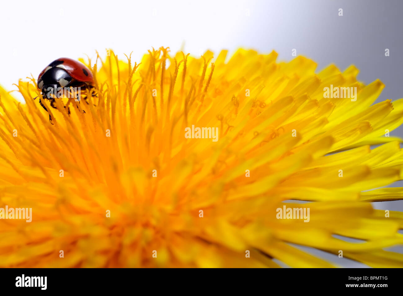 Ladybird with black dots on yellow flower Stock Photo Alamy