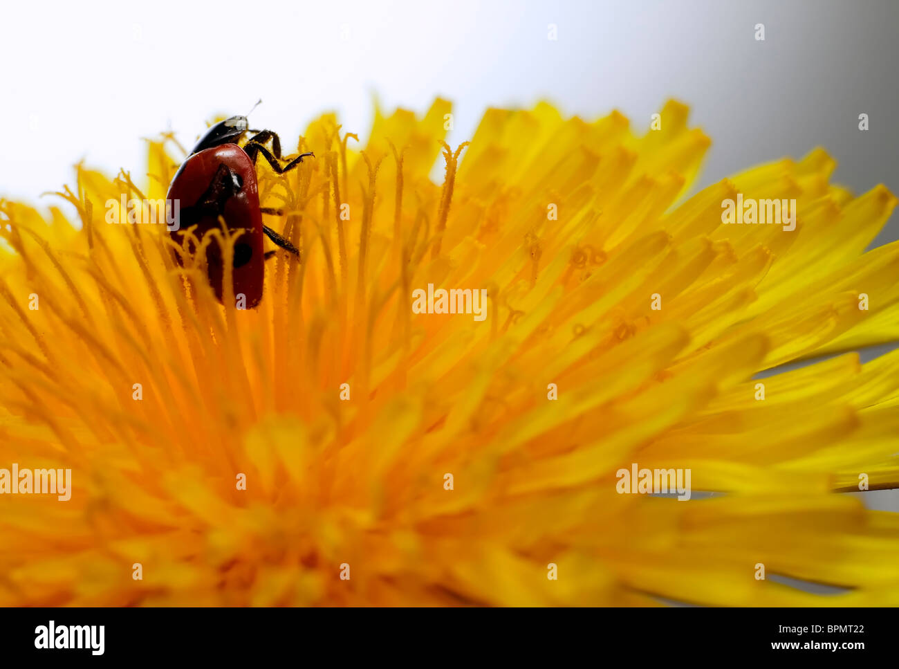 Ladybird with black dots on yellow flower Stock Photo Alamy