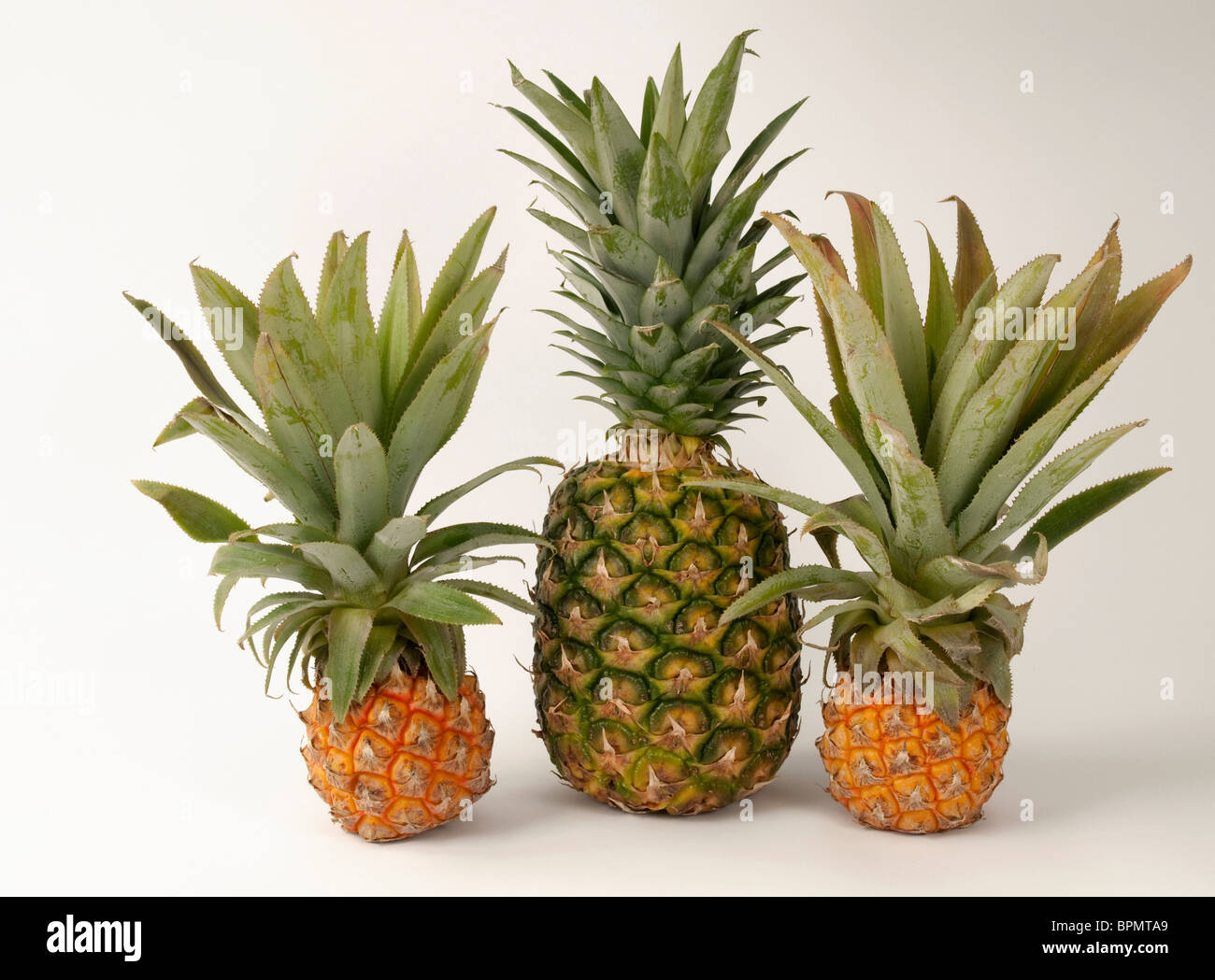 Pineapple (Ananas comosus). Normal seized fruit and mini pineapples, studio picture against a white background. Stock Photo