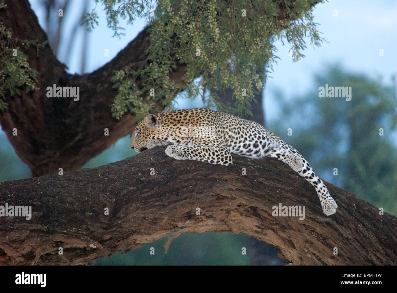 Leopard lying in tree Stock Photo - Alamy