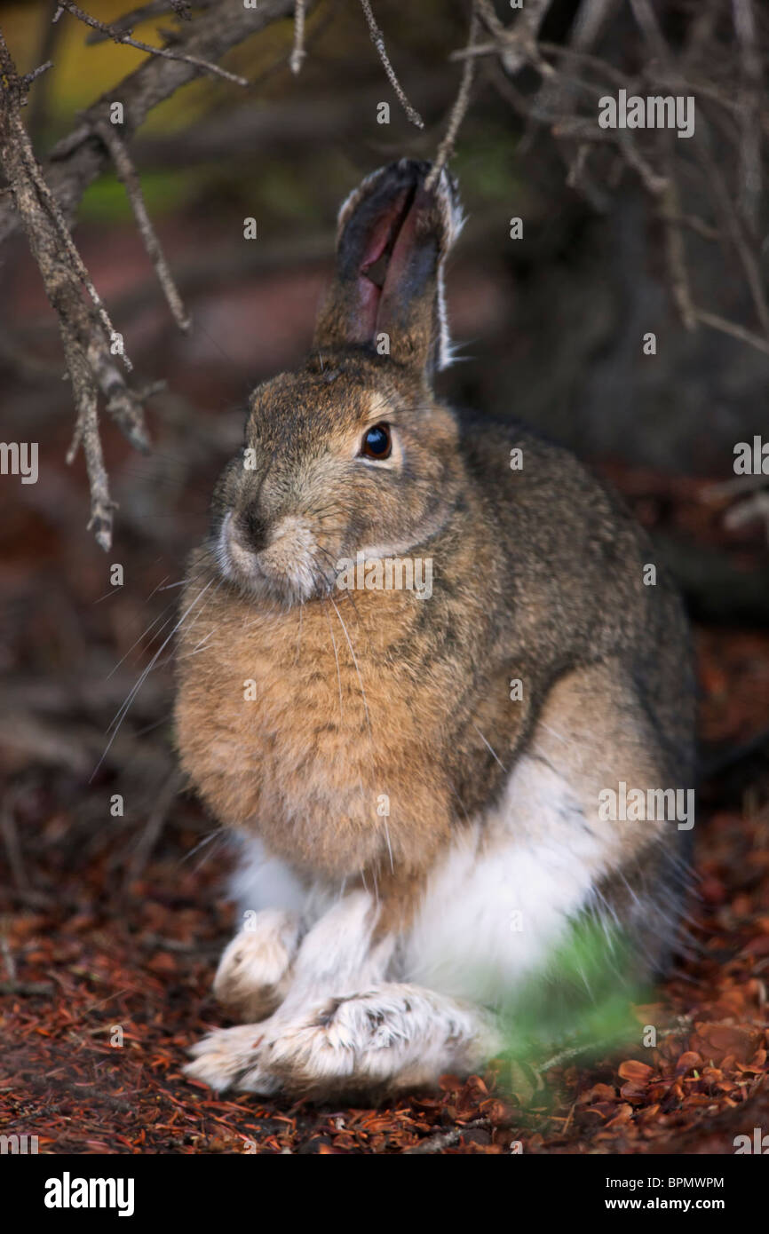 Snowshoe hare, Denali National Park, Alaska Stock Photo Alamy