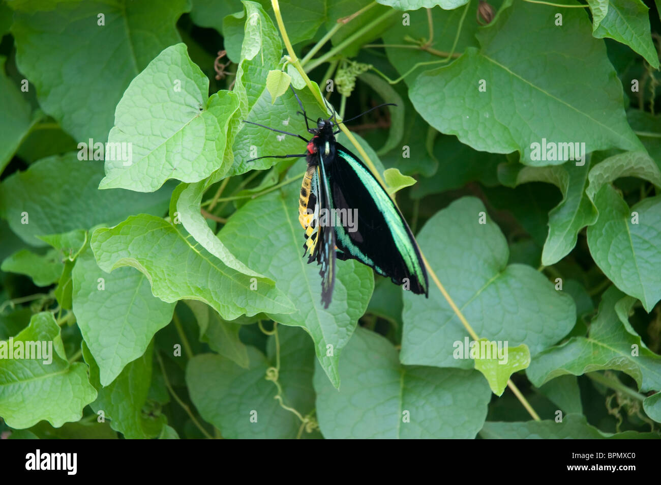 Key West Butterfly House in the Florida Keys in the State of Florida