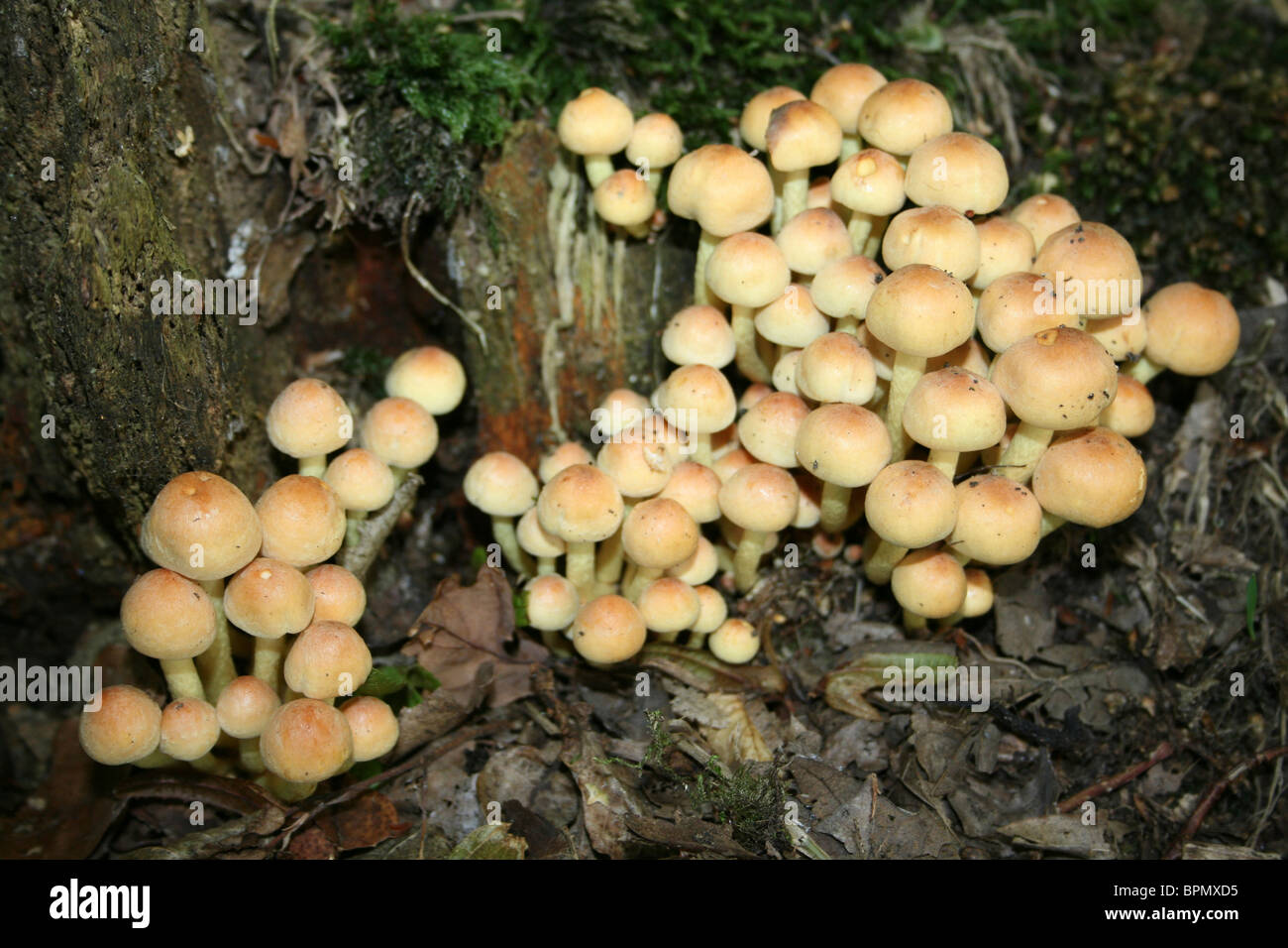 Sulphur Tuft Hypholoma fasciculare Taken at Dibbinsdale LNR, Wirral, UK Stock Photo
