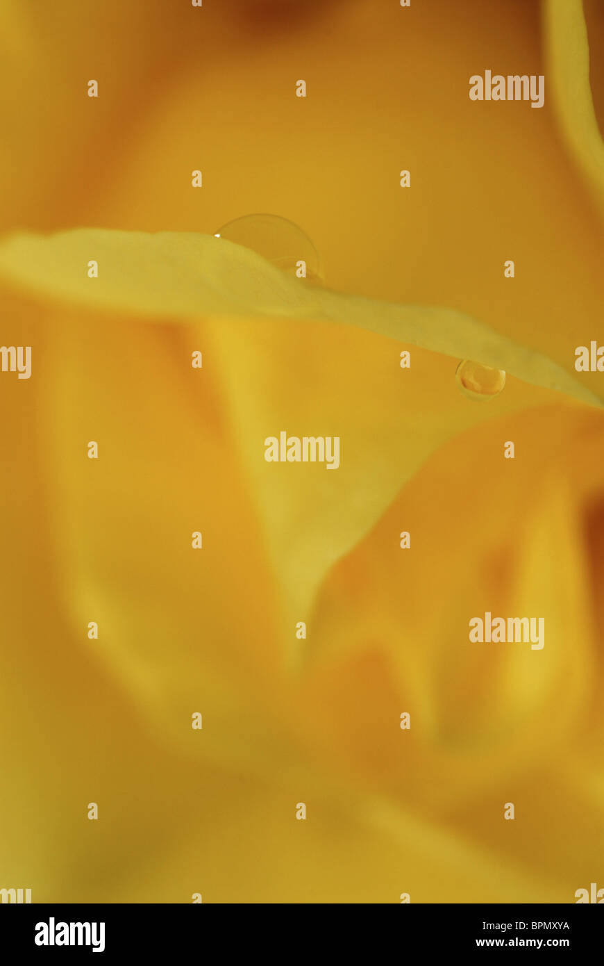 Close up of yellow rose blossom with drops of water Stock Photo Alamy