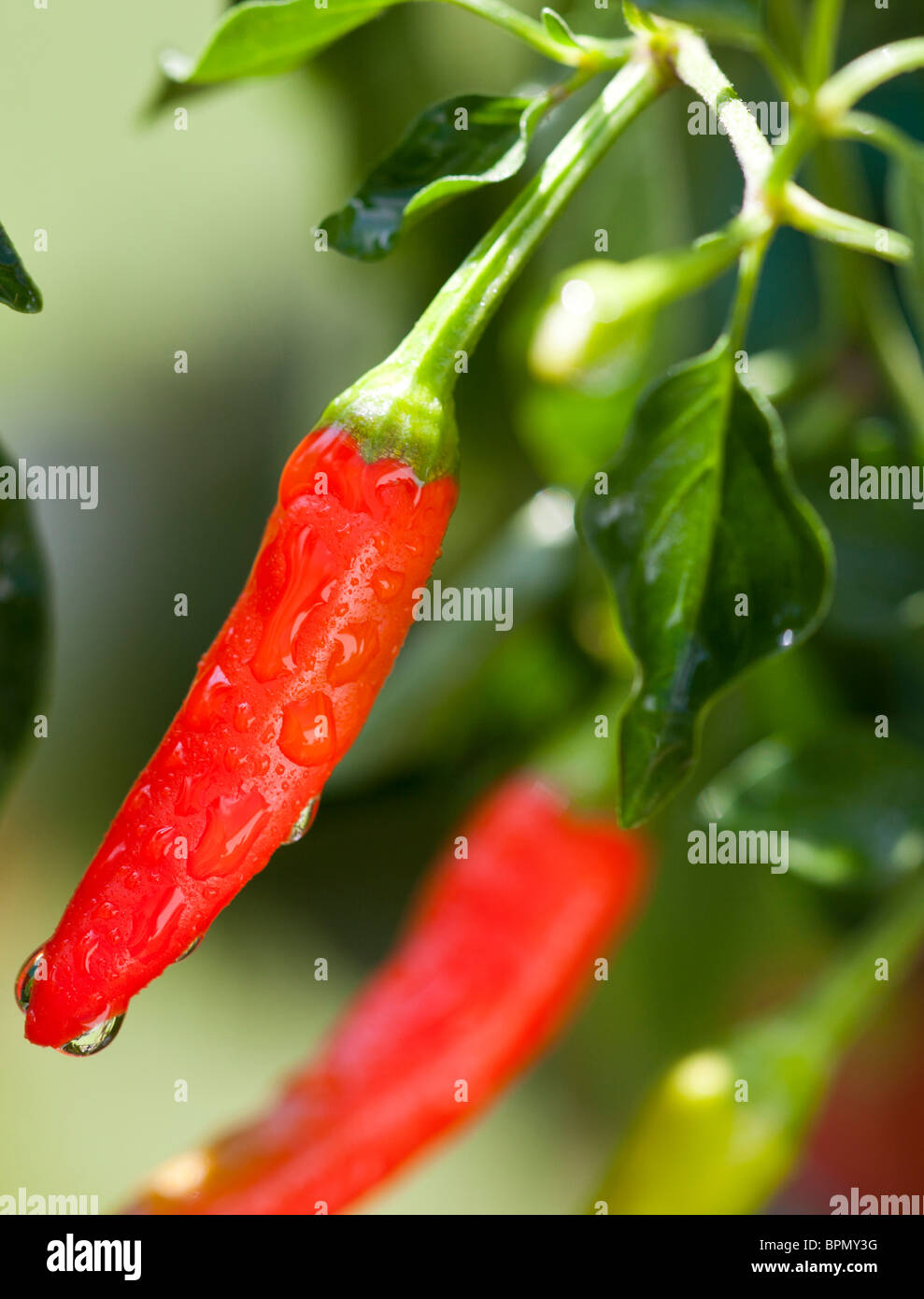 Red Hot Pepper With Water Drops on it Macro Closeup Stock Photo