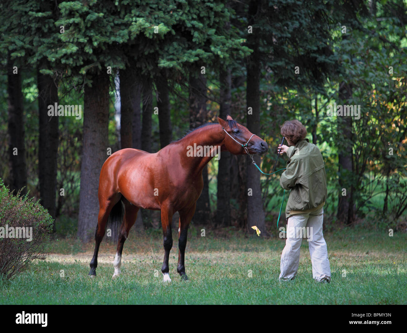 Man while he training the horse Stock Photo