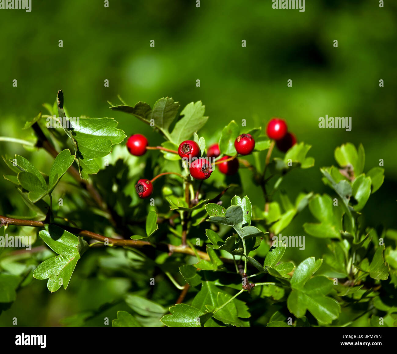 Define Haw Haw berries hi-res stock photography and images - Alamy