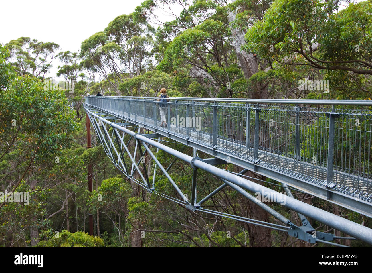 Valley of the Giants Tree Top Walk in WalpoleNornalup National Park, Western Australia Stock Valley of the Giants Tree Top Walk in WalpoleNornalup National Park, Western Australia Stock