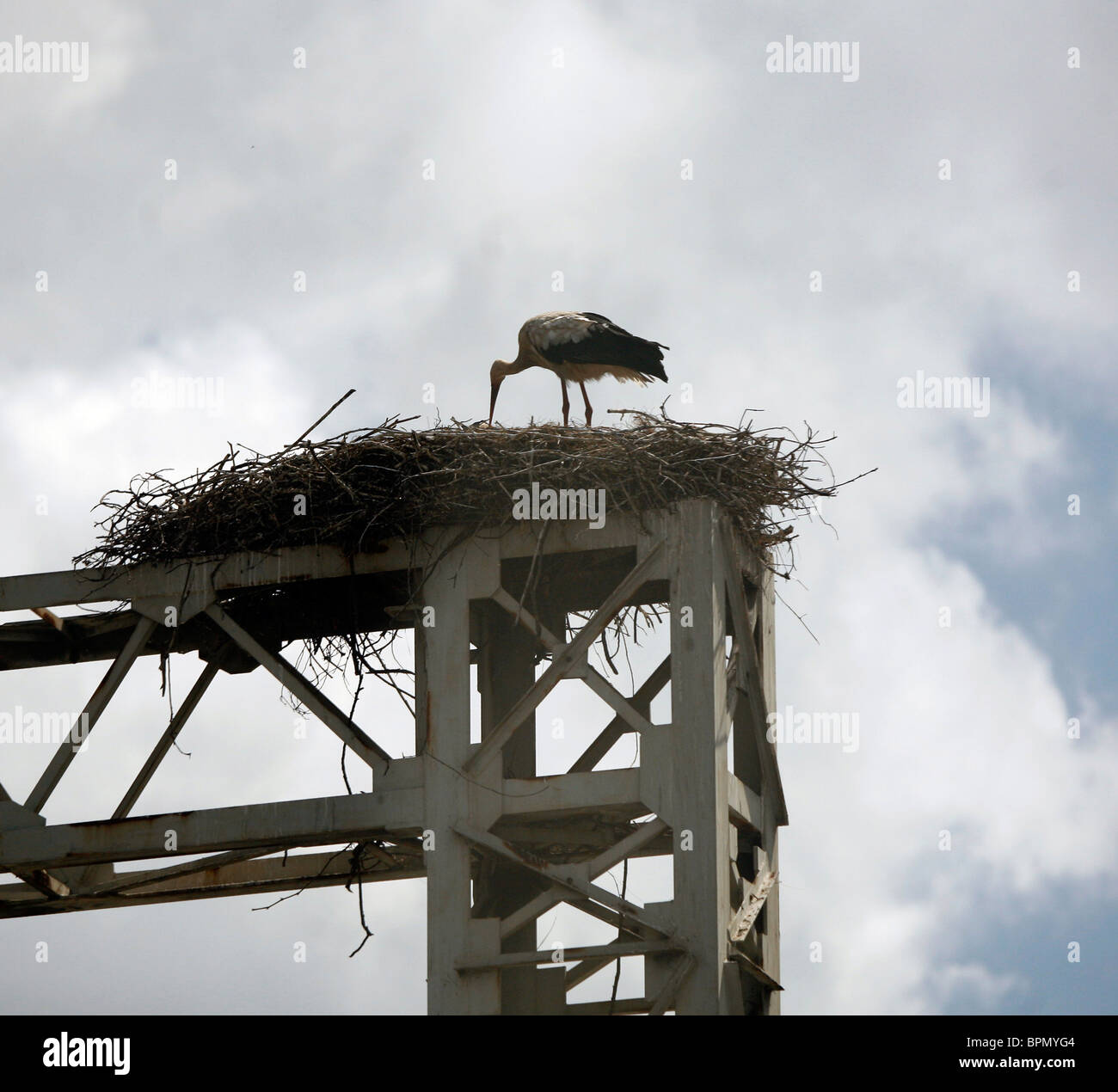 Nest of a Stork Stock Photo
