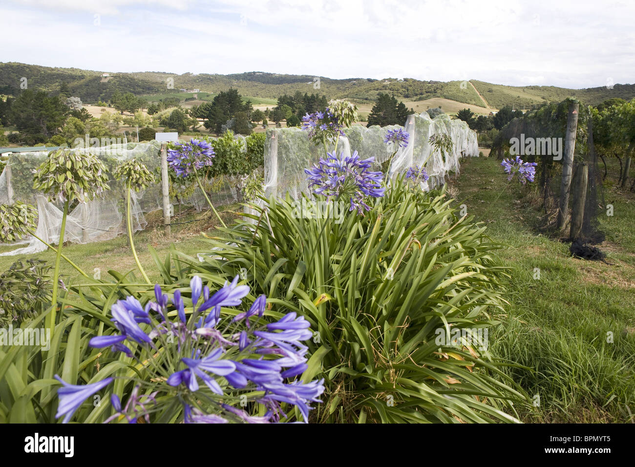 Winegrowing on Waiheke Island, Hauraki Gulf, Auckland Province, New Zealand Stock Photo
