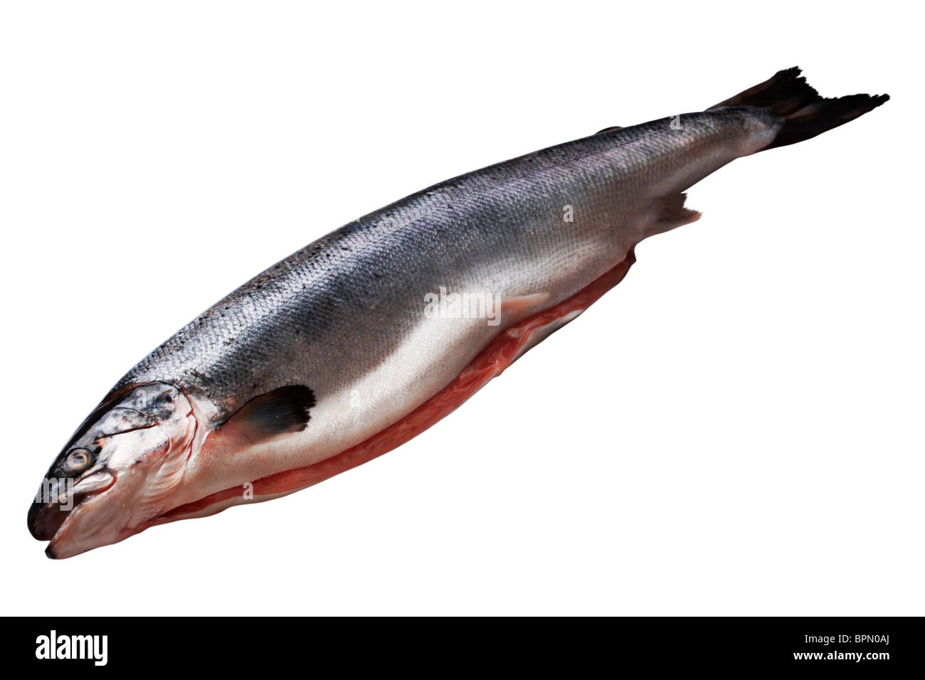 The fresh drawn salmon isolated on a white background Stock Photo - Alamy