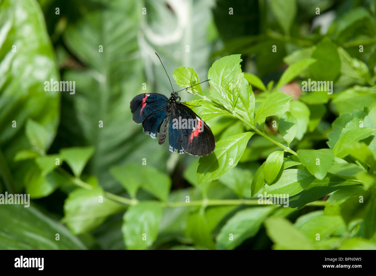 Key West Butterfly House in the Florida Keys in the State of Florida