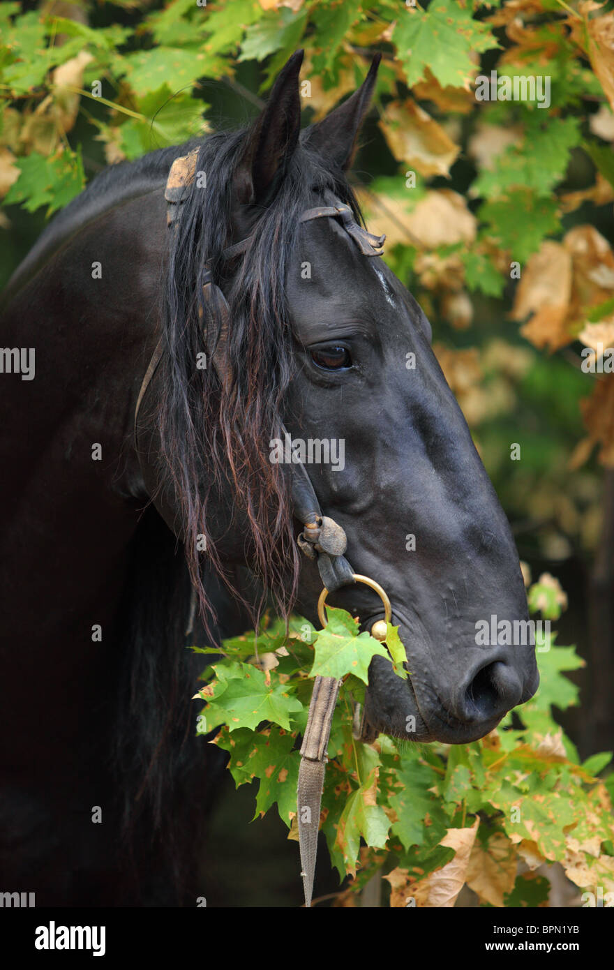 Black horse portrait hi-res stock photography and images - Alamy