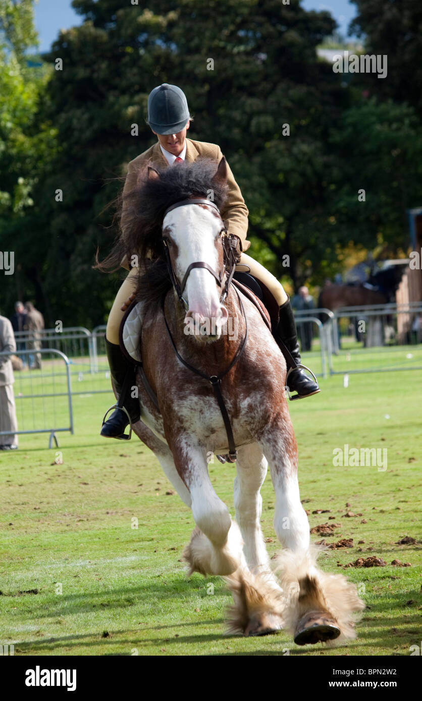 Riding a Clydesdale Horse Stock Photo - Alamy