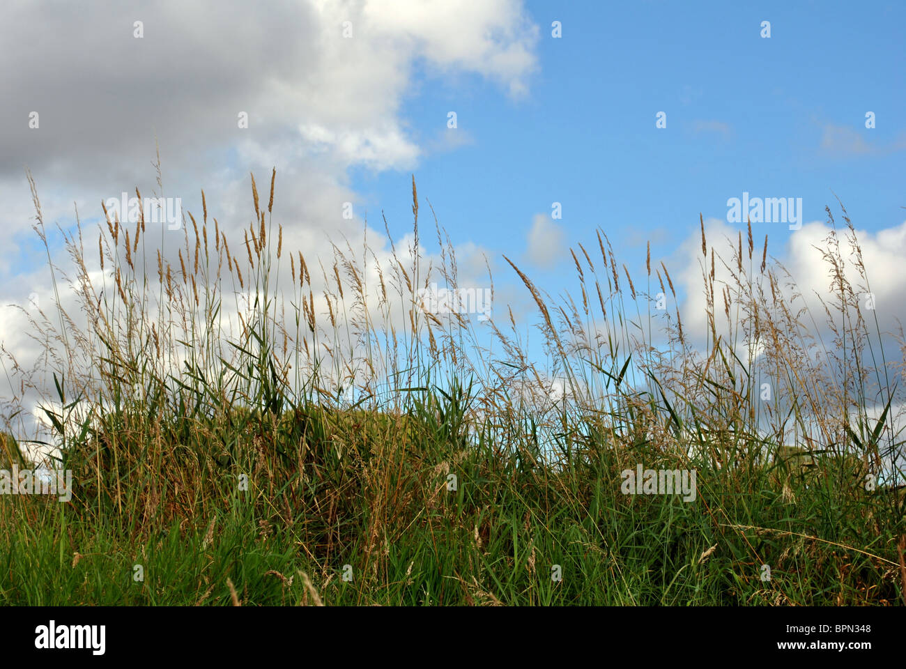 long wild grass against summer sky Stock Photo