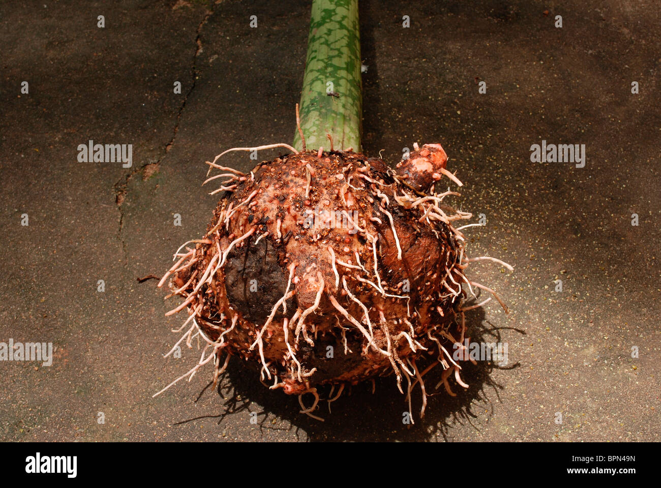a plant root Stock Photo