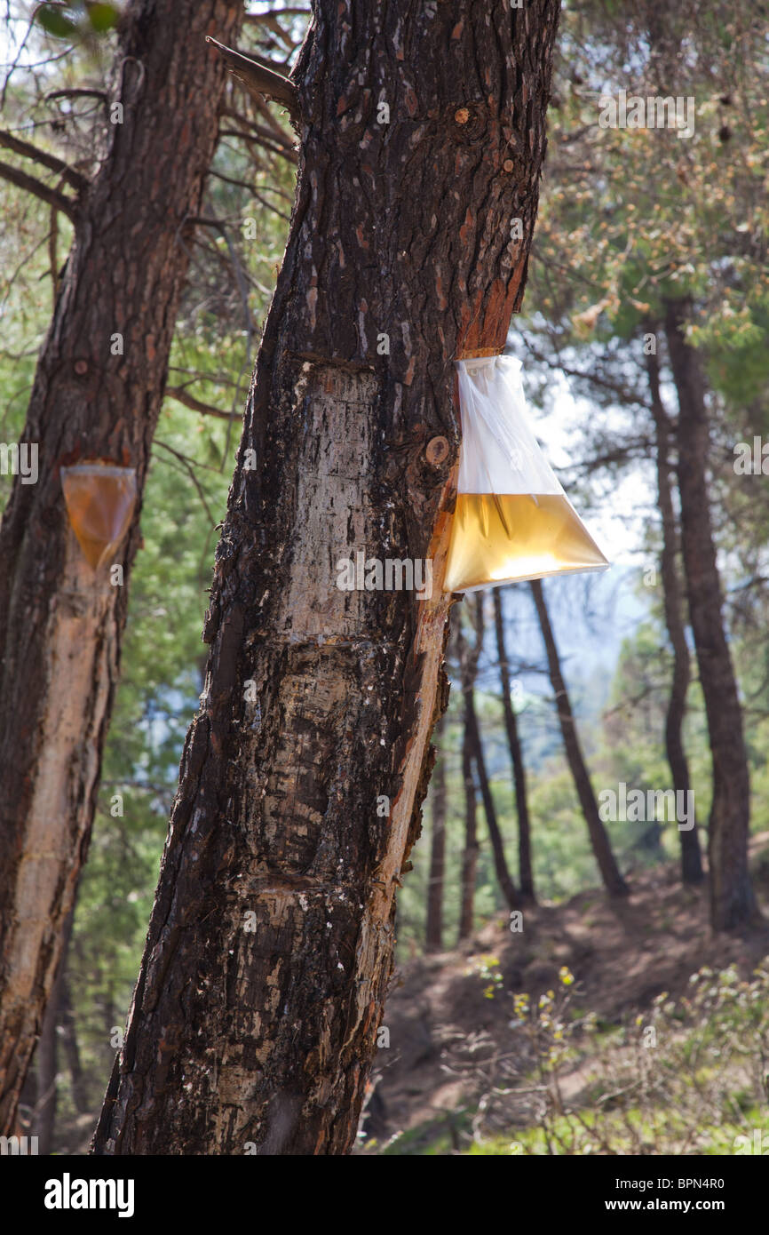 Harvesting pine resin from bleeding trees, Uganda Stock Photo - Alamy