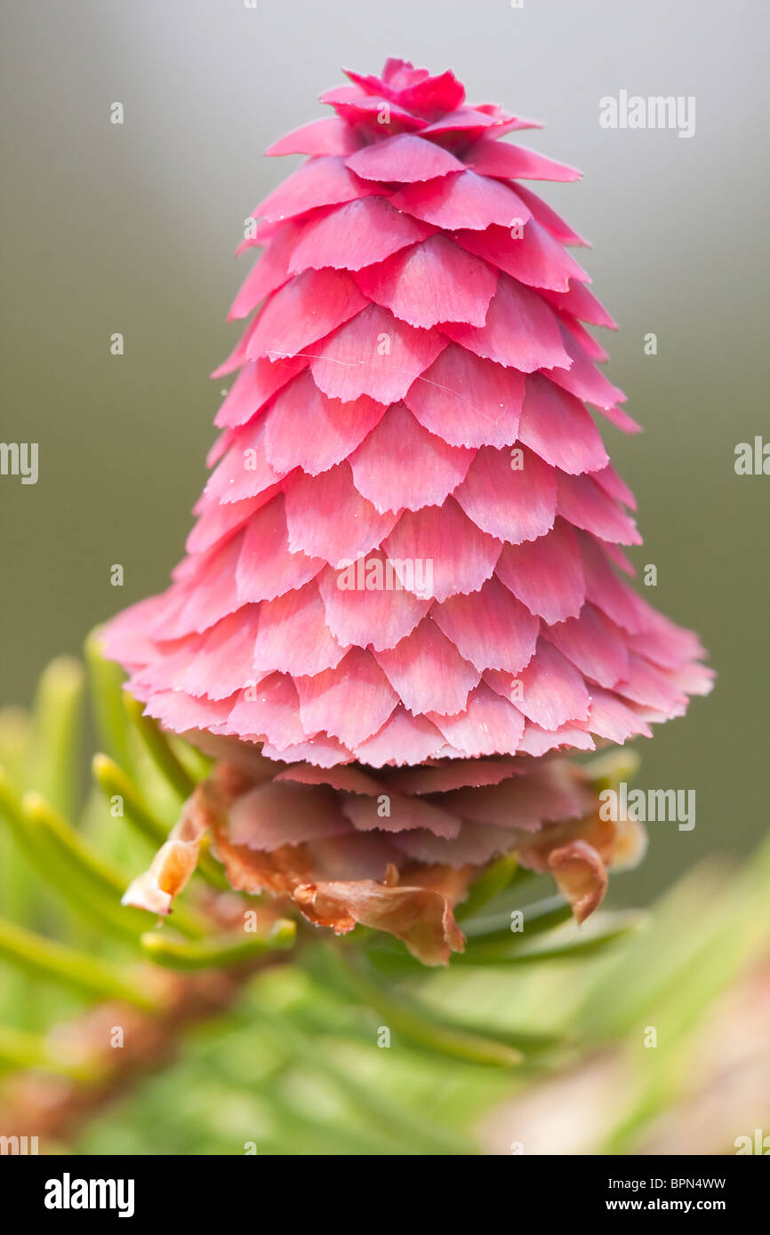 Macro of a spruce flower Stock Photo Alamy