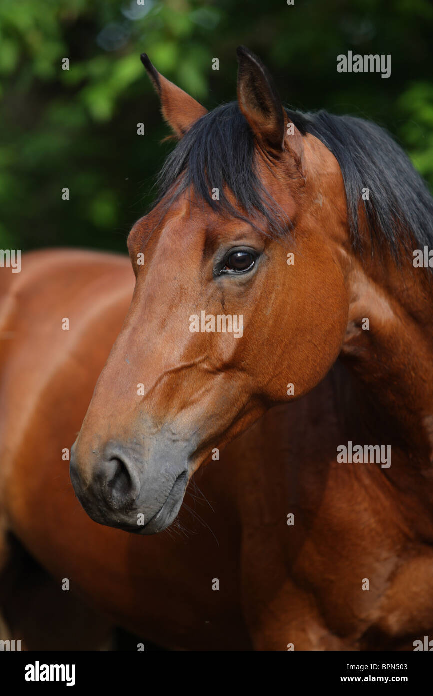 Stallion breeder hi-res stock photography and images - Alamy