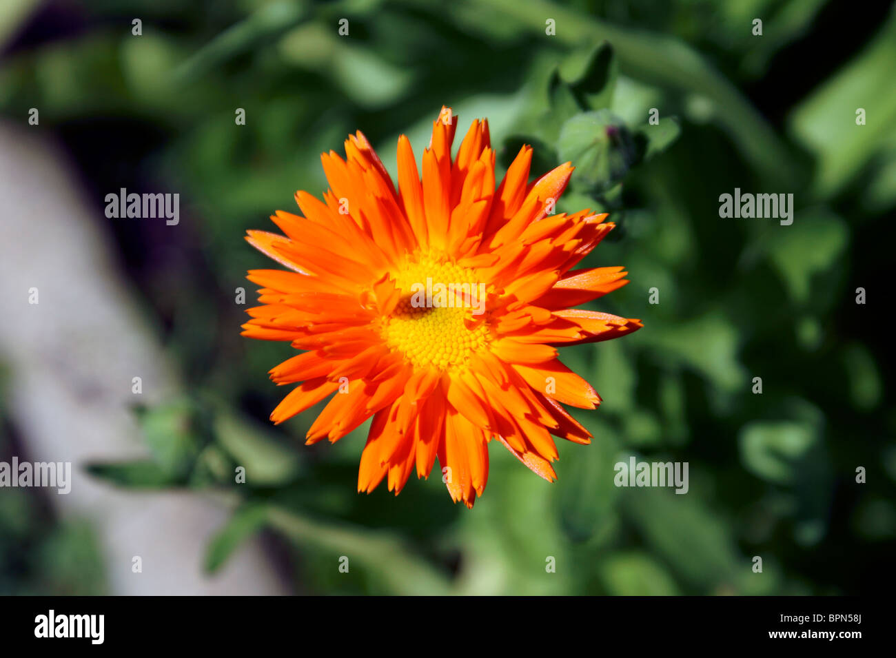 CALENDULA, FIELD MARIGOLD, POT MARIGOLD, DAISY FAMILY, SAXON ...