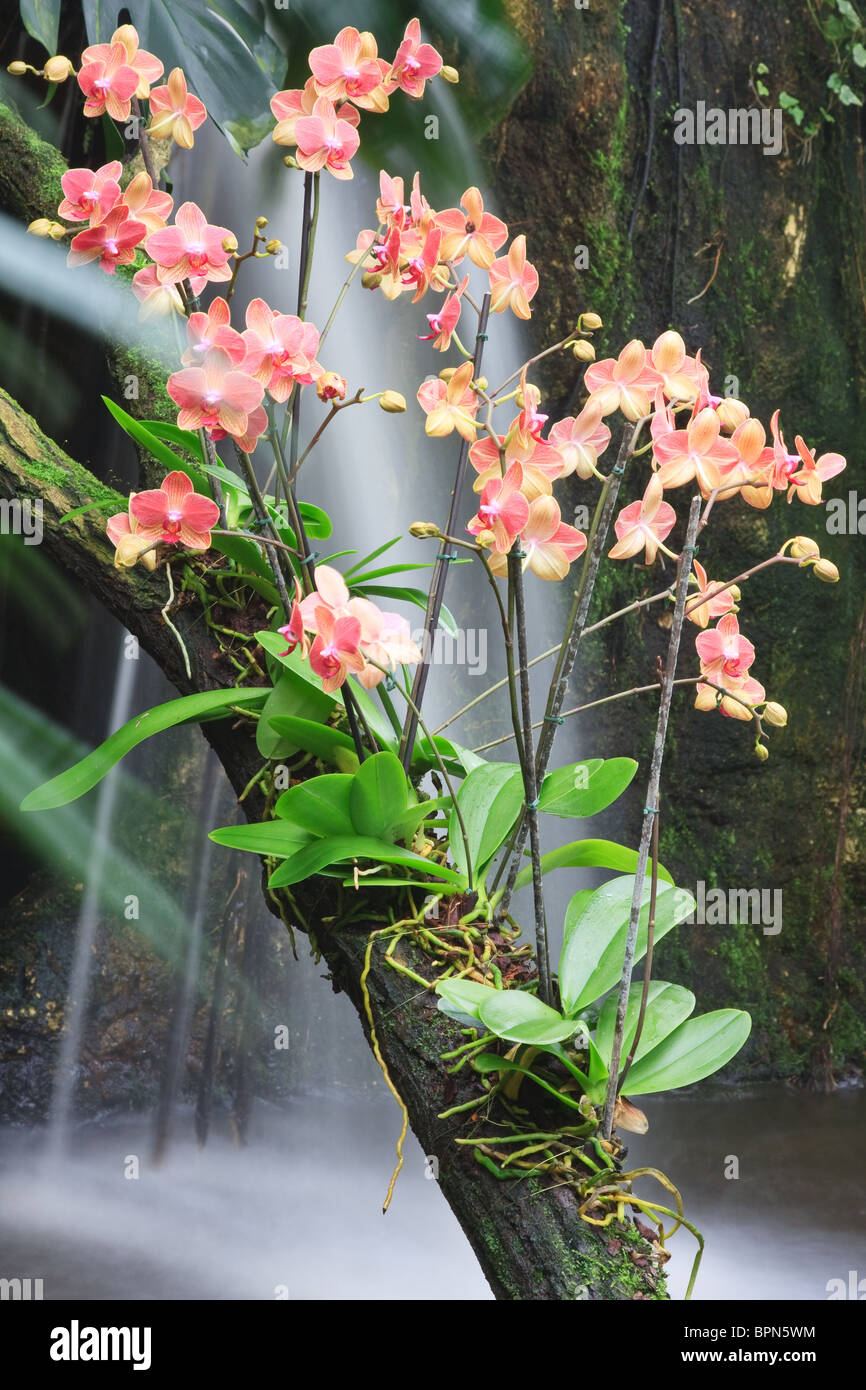 Beautiful orchids on a tree branch Stock Photo Alamy