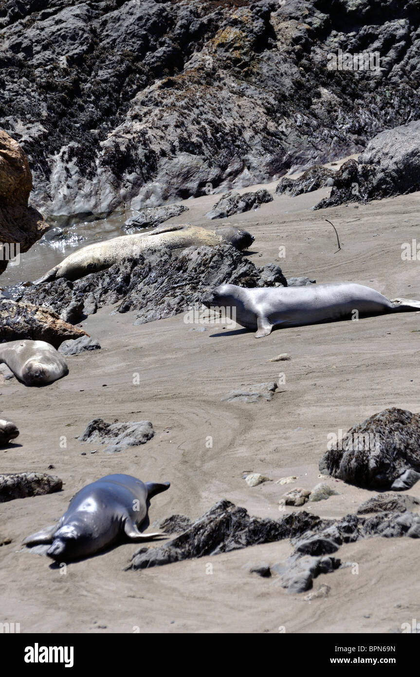 Elephant seals colony during molting period, Piedras Blancas beach ...