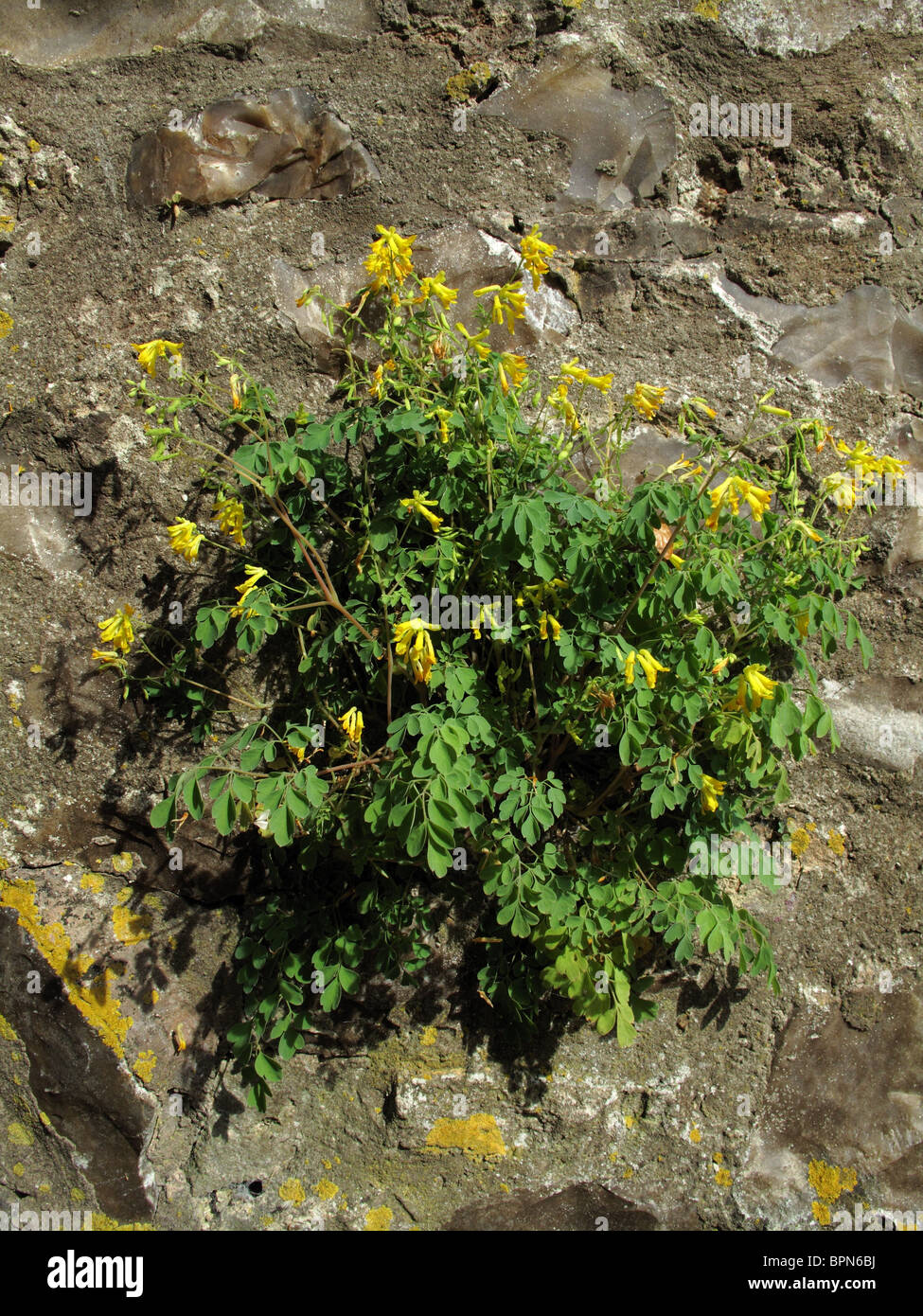 Yellow Corydalis (Corydalis lutea) growing out of a wall Stock Photo