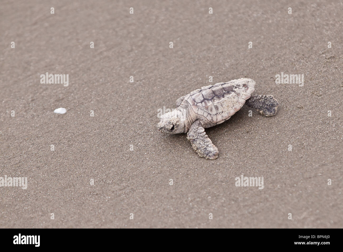 Loggerhead turtle hatchling crawls to the Atlantic ocean on the Isle of Palms, SC. Stock Photo