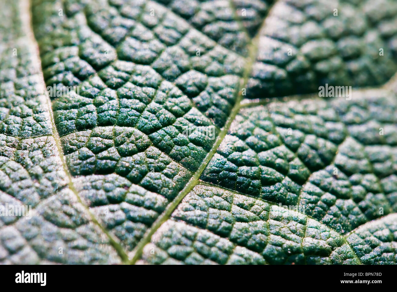 Macro background of a green leaf Stock Photo - Alamy