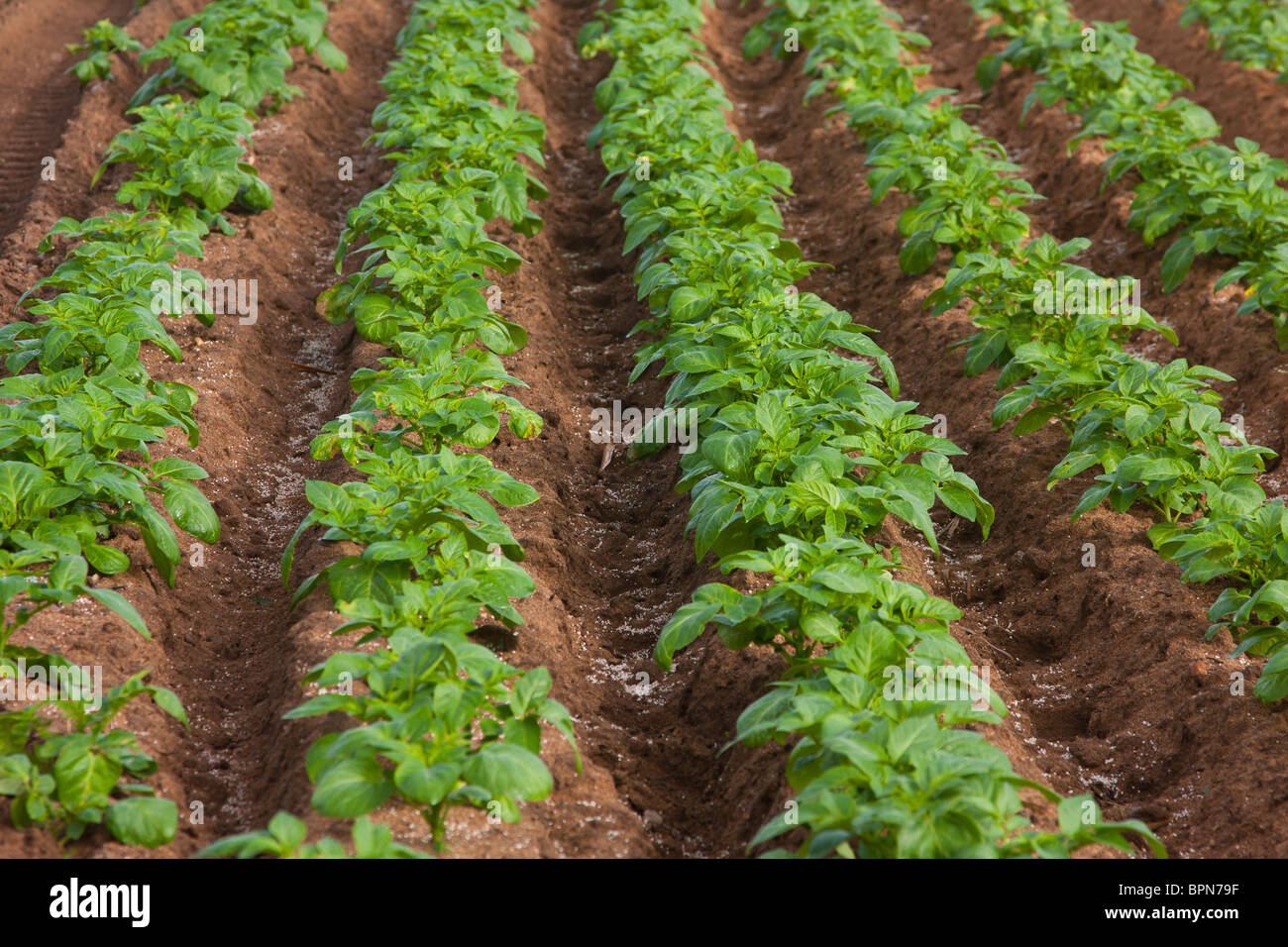 Rows in a field of potatoes Stock Photo - Alamy